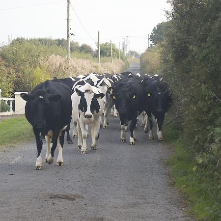 Greenfields Farmhouse Ballylongford Exterior foto